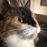 puddycat's profile picture