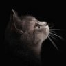 𓃠‌𝗠𝗲𝗻𝗴 profil fotoğrafı