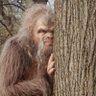 Bob Squatch's profile picture