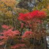 ややこ profil fotoğrafı