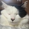 やぎちゃん's profile picture