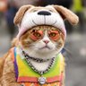 The Great Pupdini's profile picture