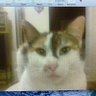 Cat profil fotoğrafı