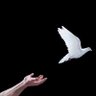 Seyed Shahaboddin 的头像