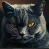 SCDC profil fotoğrafı