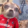 Bini Tarado 的头像