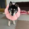 しかちゃん profil fotoğrafı