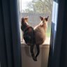 Amanda's profile picture