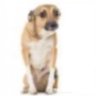 Dicktingeler's profile picture