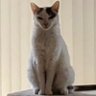 LynnVac profil fotoğrafı