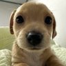 Profilbild von 🐶