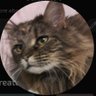 Southern Catlady's profile picture