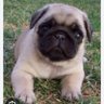 Pug 的头像