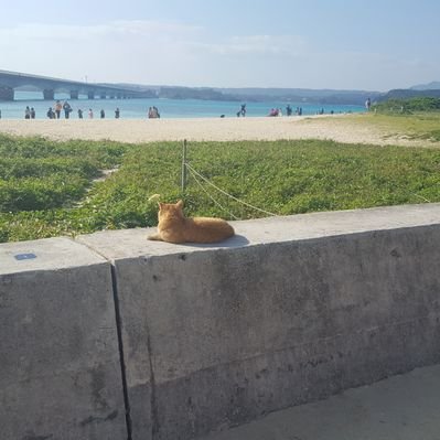 イヌスキー's profile picture