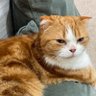 Mayu😸 profil fotoğrafı