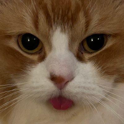 brontolan's profile picture