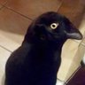 Raymond Scott's profile picture