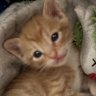 Cute Orange Kitten's profile picture
