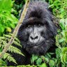 silverback's profile picture