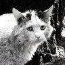 Tiresome Cat 😾 🇺🇦 profil fotoğrafı