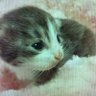 ゆき🌷.* profil fotoğrafı