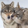 wolf.35 profil fotoğrafı