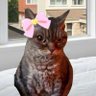 Vila sa Romanije profil fotoğrafı