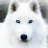 herman lobo's profile picture