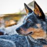 Once a “BLUE DOG” 的头像