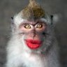Фото профиля DDStriderBackFlipFireMonster
