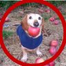 Profilbild von Apple Dog