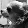 すぴすたー's profile picture