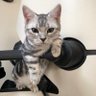 まや🐶😸まるさん家のわんにゃんこ's profile picture