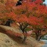 Фото профиля ゆり
