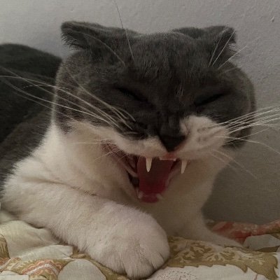 โจPresiden Parti Sampai Pagi โขโจ's profile picture