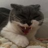 ✨Presiden Parti Sampai Pagi ™✨'s profile picture