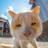 陈宇's profile picture