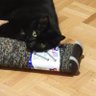 Thomas Sutherland - My Cat Owns Me ❤️🐈⬛️ profil fotoğrafı