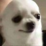 Shady Shad's profile picture