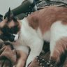 にゃん🐈's profile picture