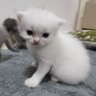 Khan 的头像