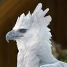 Фото профиля Orestios de Grèce