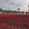 Фото профиля Chiang Mai Living