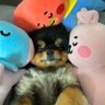 Profilbild von OT7 🐳💜🐙 🍓🌝