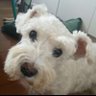anajardimbr's profile picture