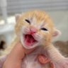 ρ.ρaяiiz 🧡's profile picture