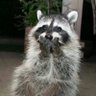 Profilbild von 🦔呼嚕嚕🦝