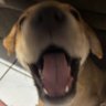 cachorrindo de vc's profile picture