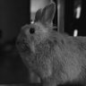 Darkwing's profile picture