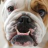 Texas Bulldog 的头像